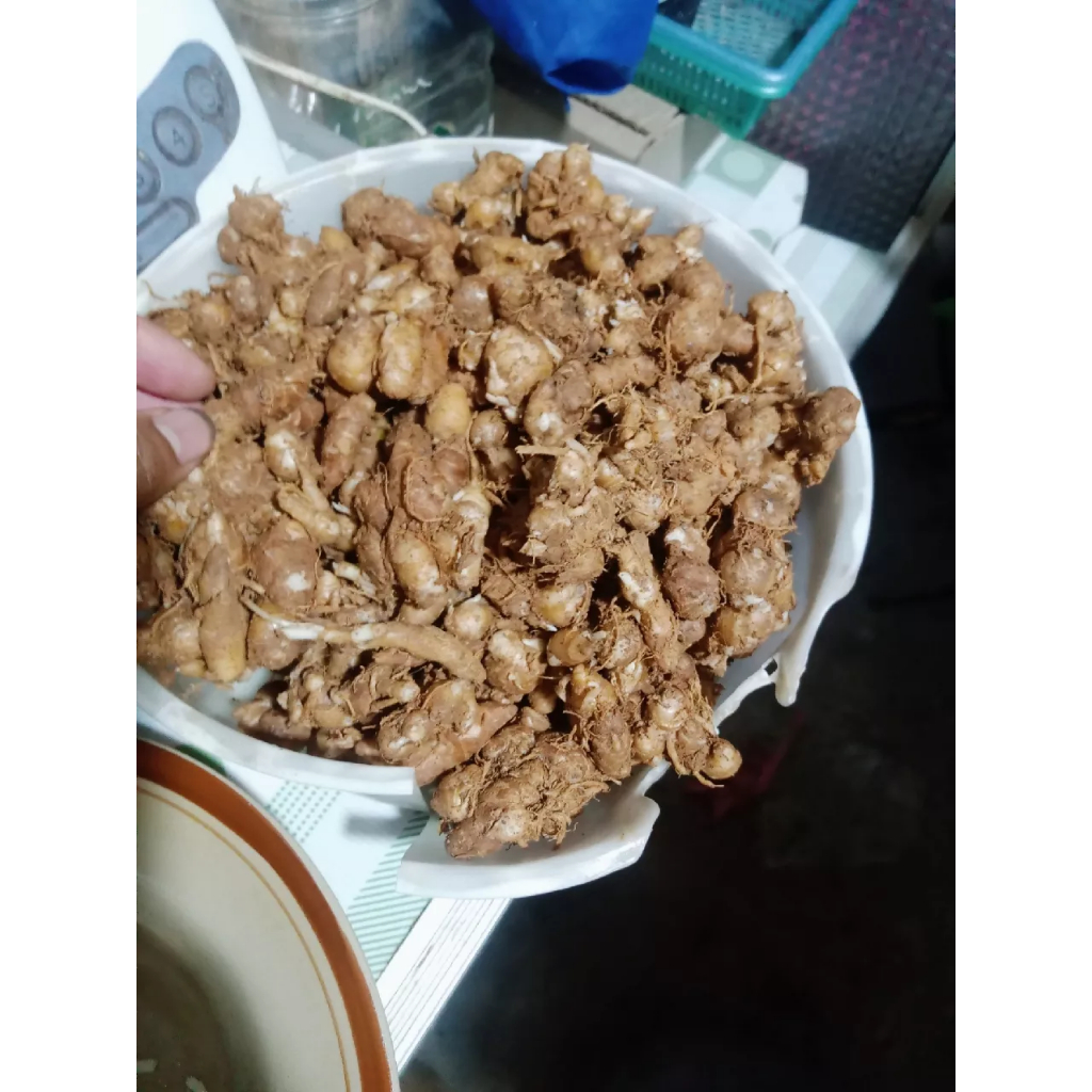 

kencur cikur 500gram kering&fresh