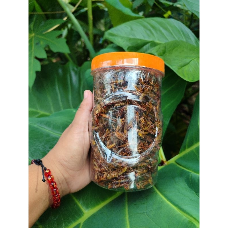 

Belalang goreng kecil sosis