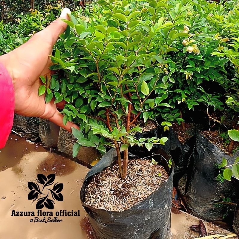 PROMO Tanaman bahan bonsai anggur brazil / pohon anggur brazil untuk bonsai