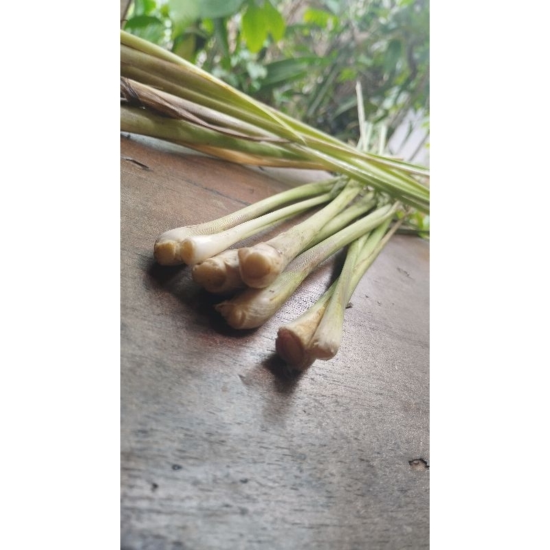 

Serai Sereh Segar Organik