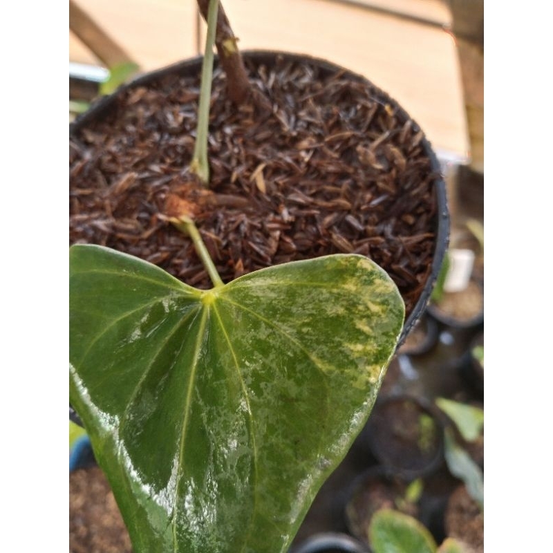 anthurium pterodactyl varigata ( bonggol ) 2 daun pancing