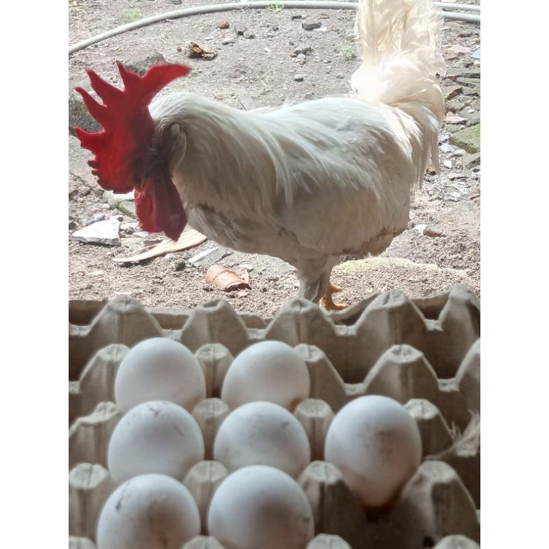 

Telur Ayam White Leghorn Fertil Ayam Italy telur super