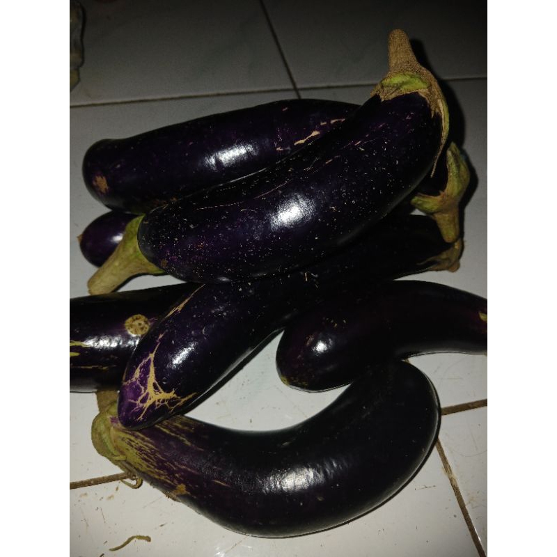 

Terong Ungu (Makan)