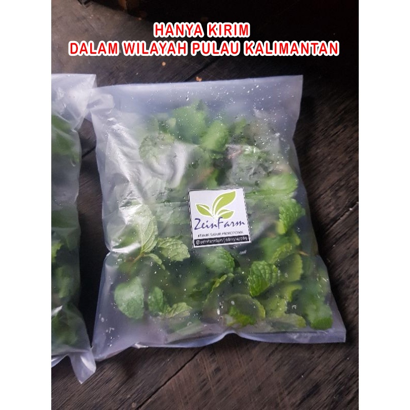 

Daun Mint Segar common mint