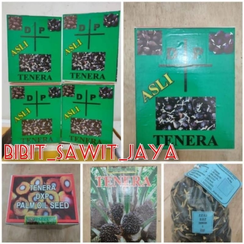 BENIH SAWIT UNGGU DXP TENERA