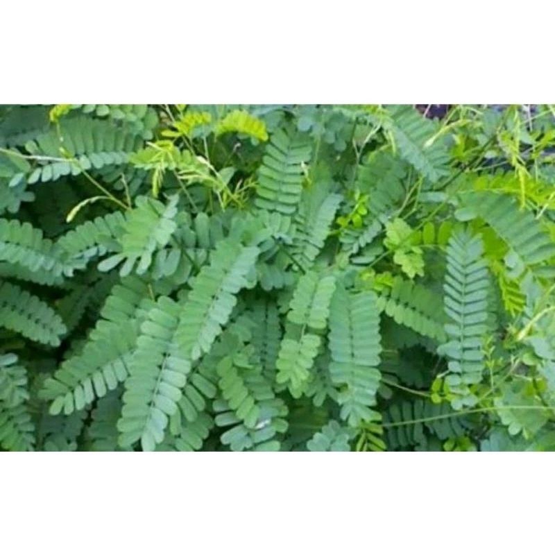 DAUN SAGA / SOGOK TUNTENG / SAGA MERAH PROMO 100Gram