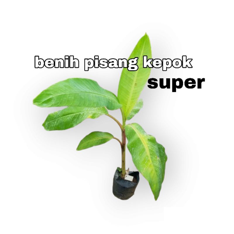 

JUAL BENIH PISANG KEPOK SUPER, BENIH PISANG MURAH HARGA GROSIR
