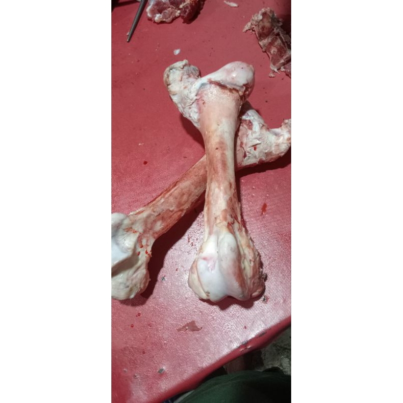 

tulang susum sapi lokal fres