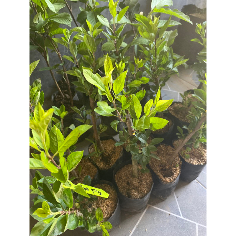 APEL FUJI BATANG BESAR|| SPESIAL LIVE