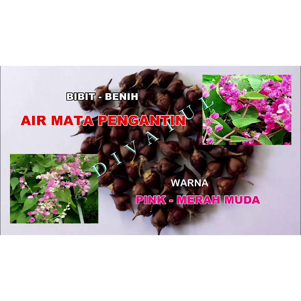 125 Biji Benih Bibit Bunga air mata pengantin (AMP) warna Pink , Merah muda, Bibit baru dan Segar