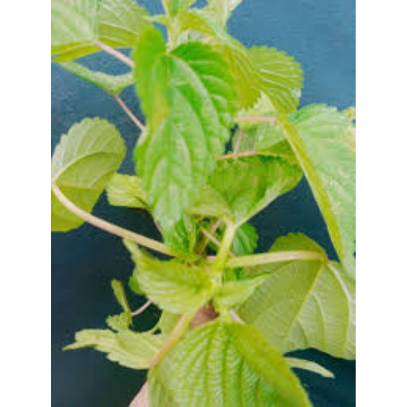 

daun jelantang ayam segar500grm