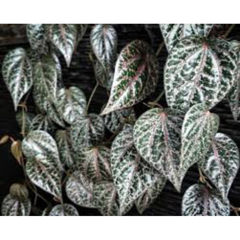 daun sirih merah asli