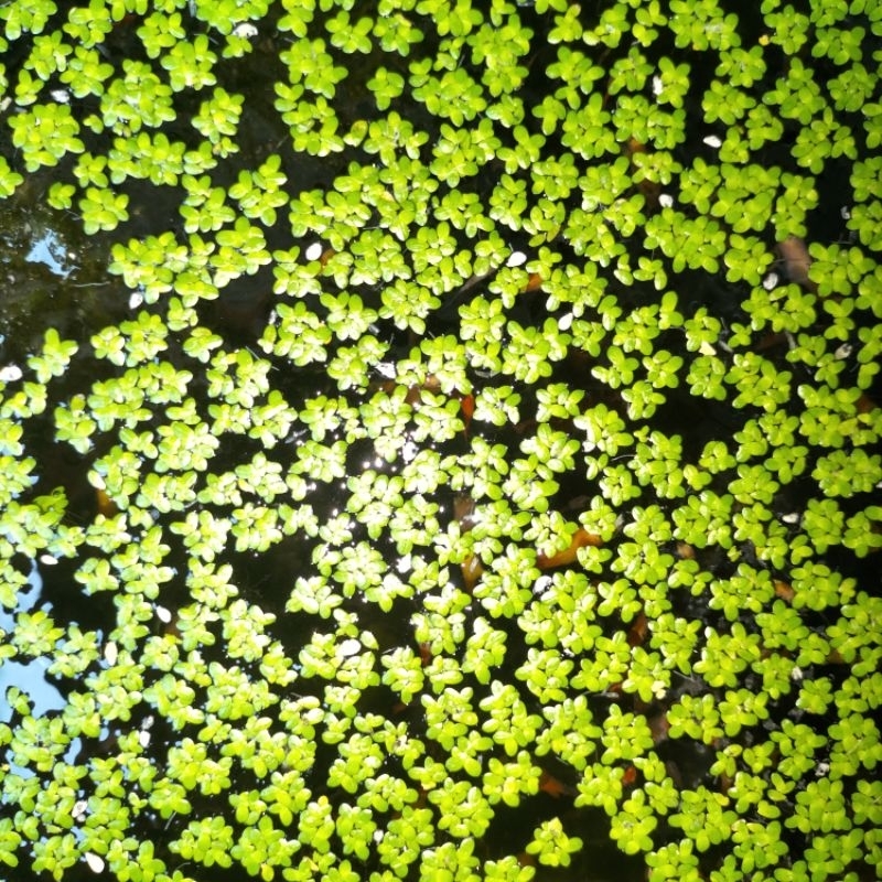 Tanaman air aquarium mata lele / Tanaman air kecil aquarium dan kolam