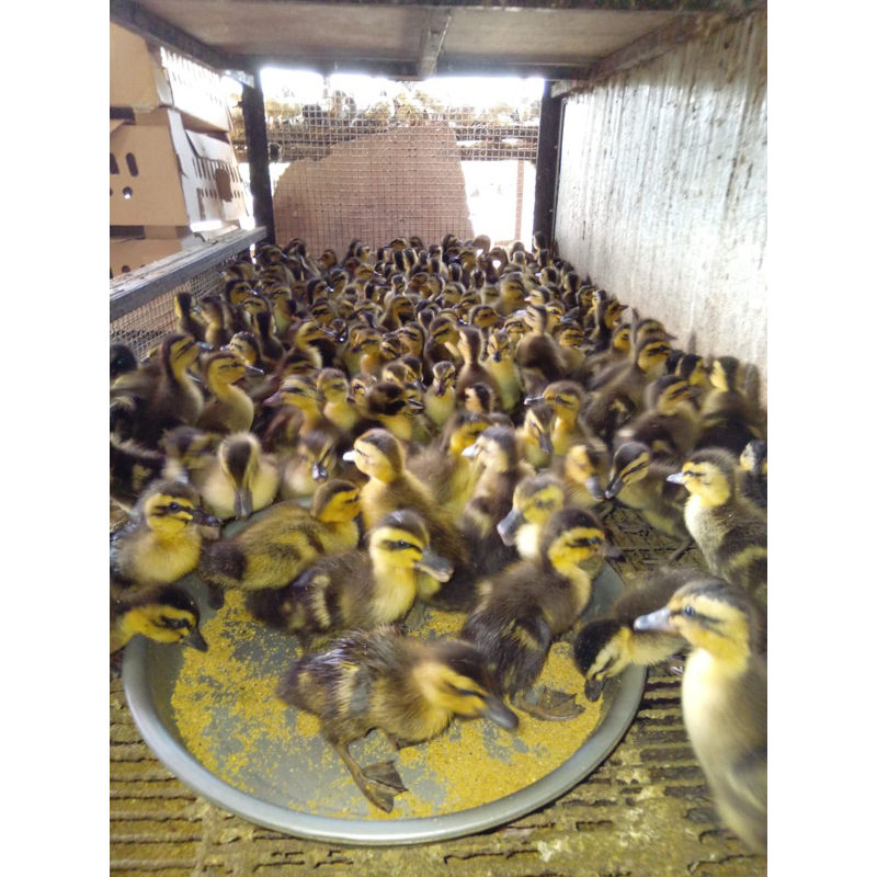 Bebek Alabio Super Vaksin Beli 15 Gratis 1.