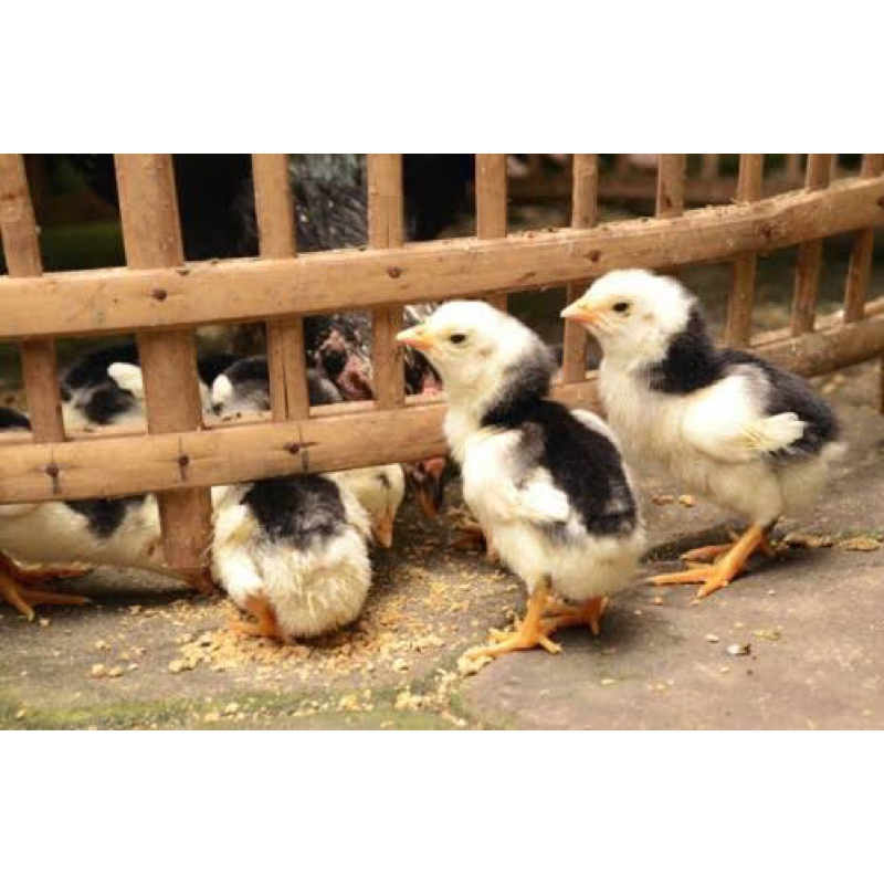 Ayam Bangkok Super Vaksin Beli 15 Gratis 1.