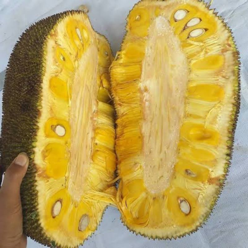 

buah nangka belahan manis