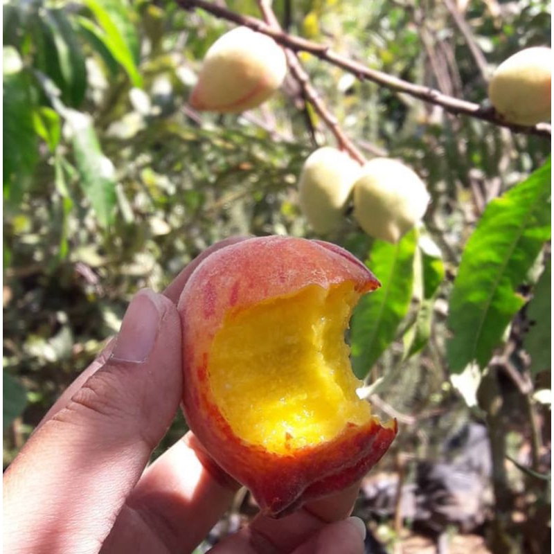 Bibit Tanaman Persik / Peach Holland