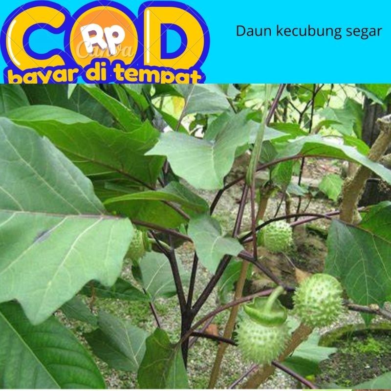 

daun kecubung segar dipetik saat di pesan perlembar