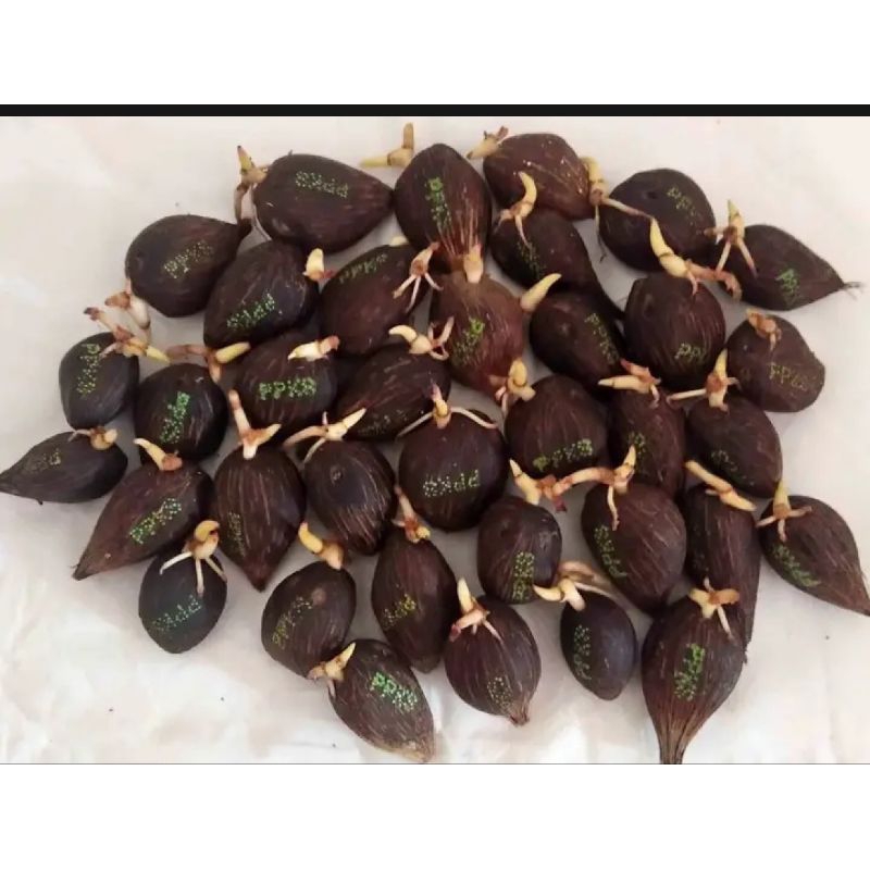 100 Butir Benih Bibit PPKS SIMALUNGUN Asli unggul