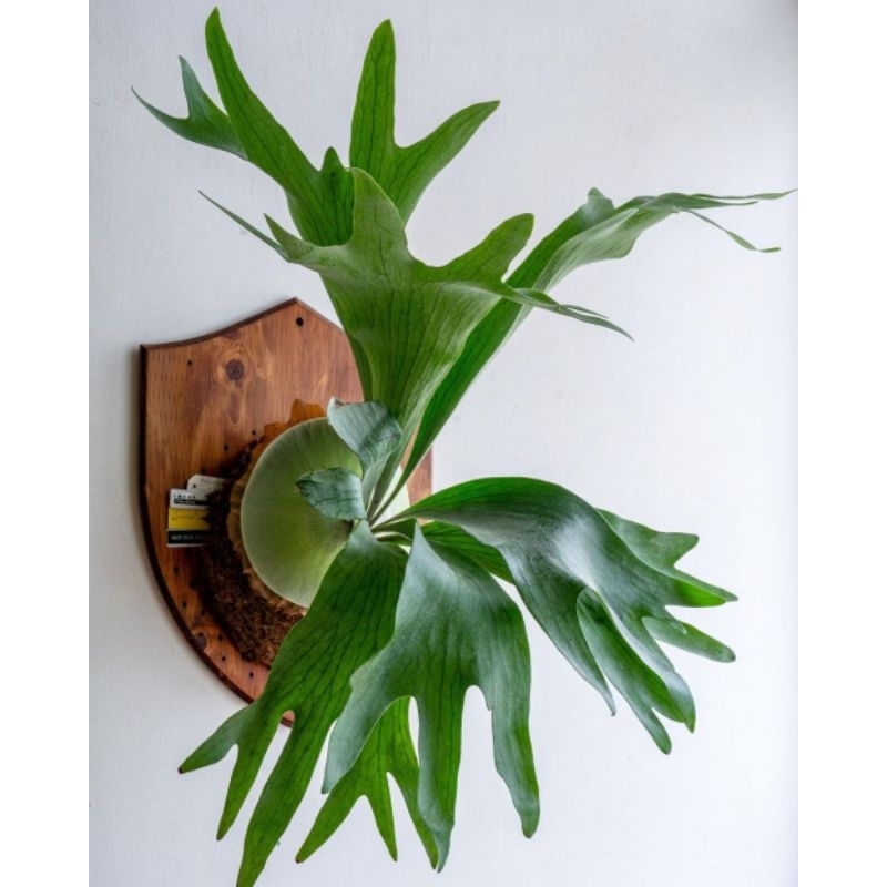 TANAMAN TANDUK RUSA | PLATYCERIUM