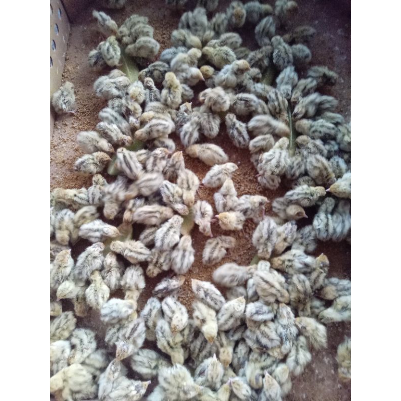 Doq Puyuh Super Vaksin Petelur Betina Beli 15 Gratis 1.