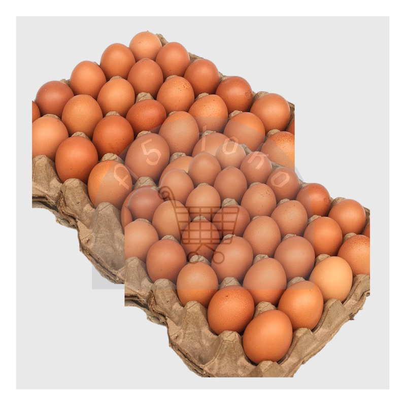 

Telor Ayam Negeri GRADE A+