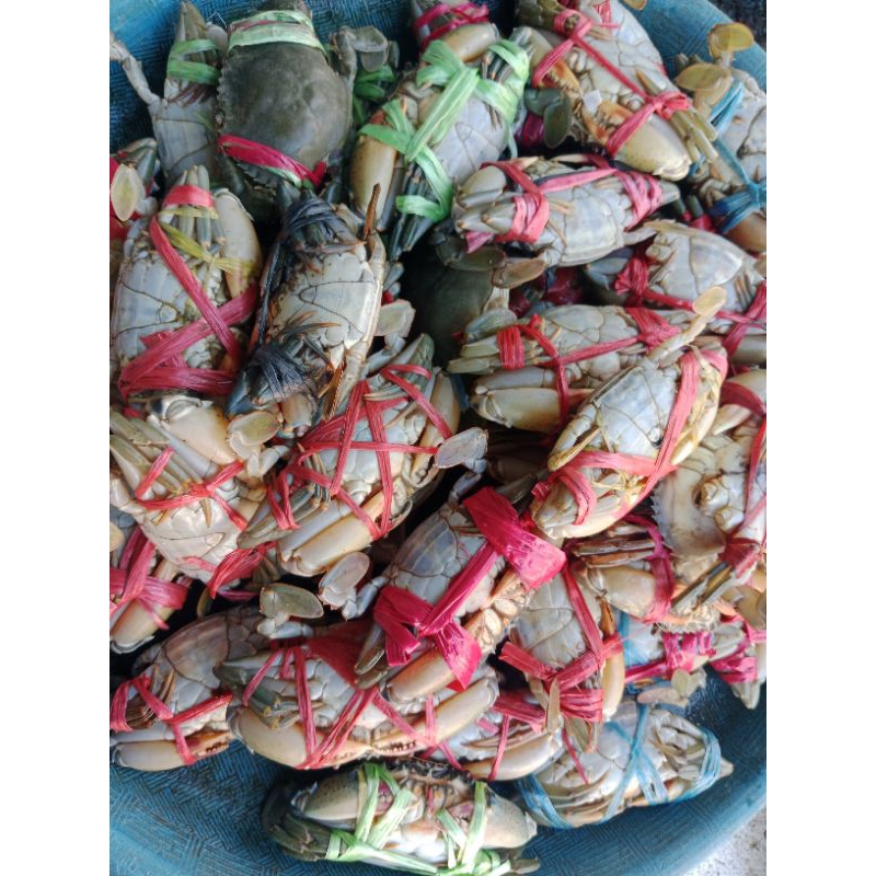 

KEPITING HIDUP BABY ISI 6/7/8/9/10 (TULIS DI CATATAN YA)