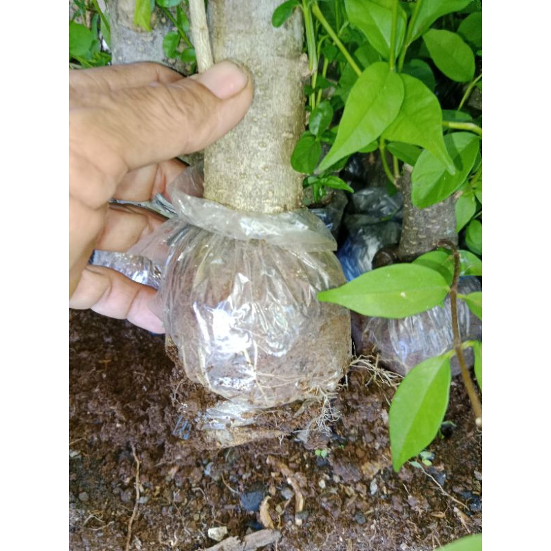 bahan bonsai cangkok anting putri