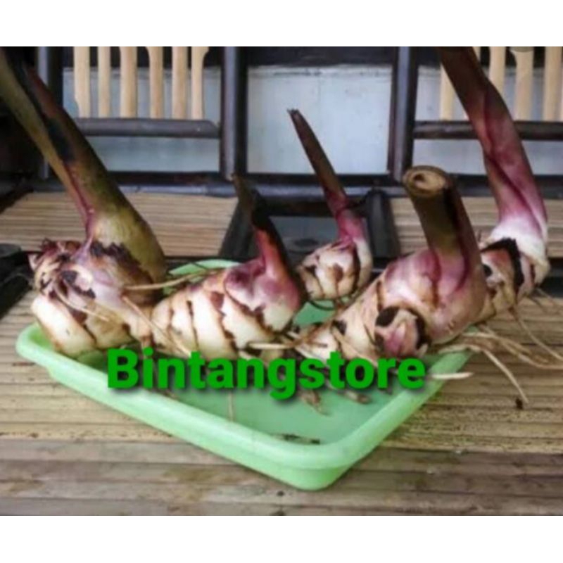 

Jual umbi ganyong merah sgar 500 gram