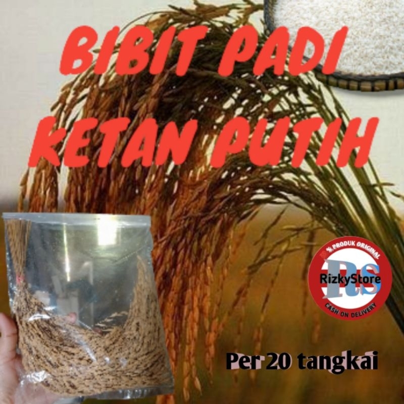 Bibit padi ketan putih unggul per 20 tangkai