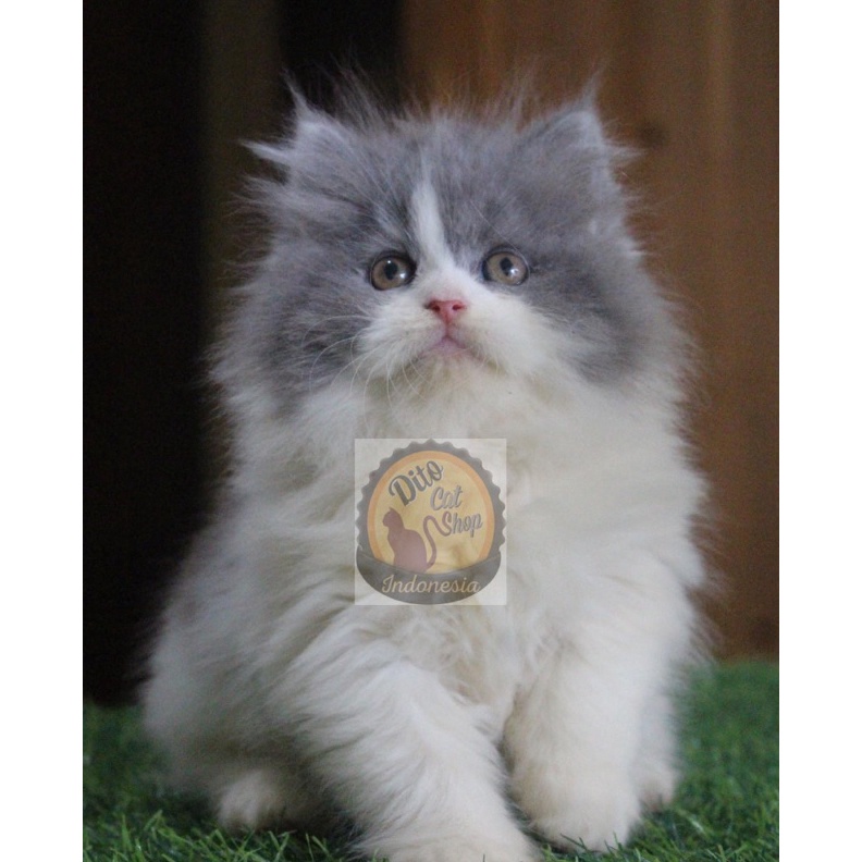 KODE T36W Kucing Persia Anggora Himalaya Munchkin Ragdol Bigbone Kitten