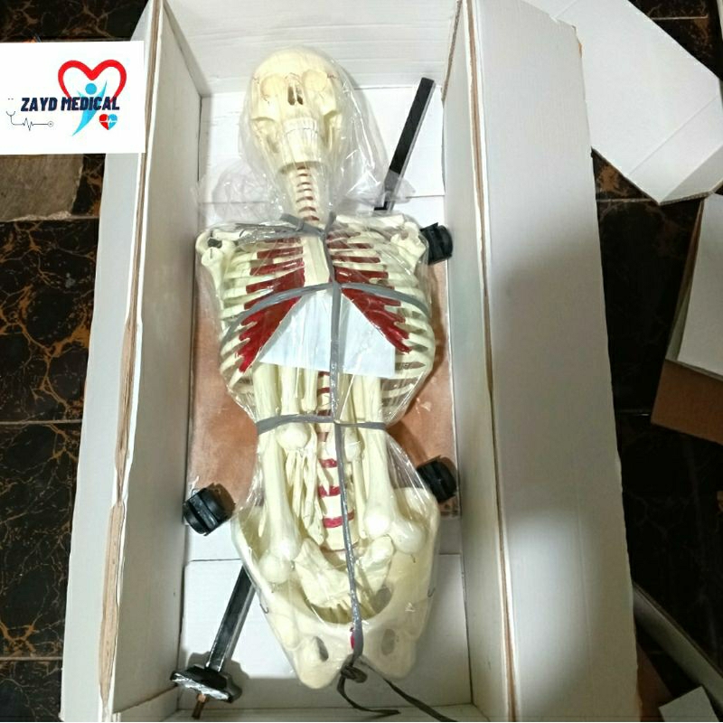 Manikin kerangka manusia stand/ Manikin Tengkorak kerangka manusia