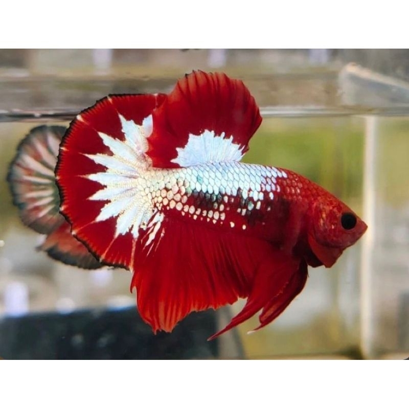 Cupang Fccp Red Head Kualitas Super Tersedia Jantan & Betina Hiasan Aquarium