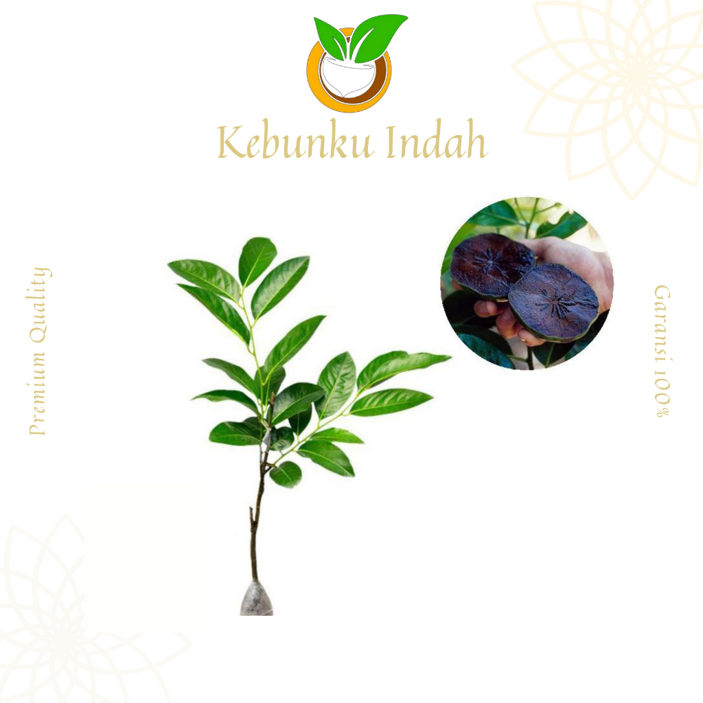 BIBIT BLACK SAPOTE OKULASI CEPAT BERBUAH