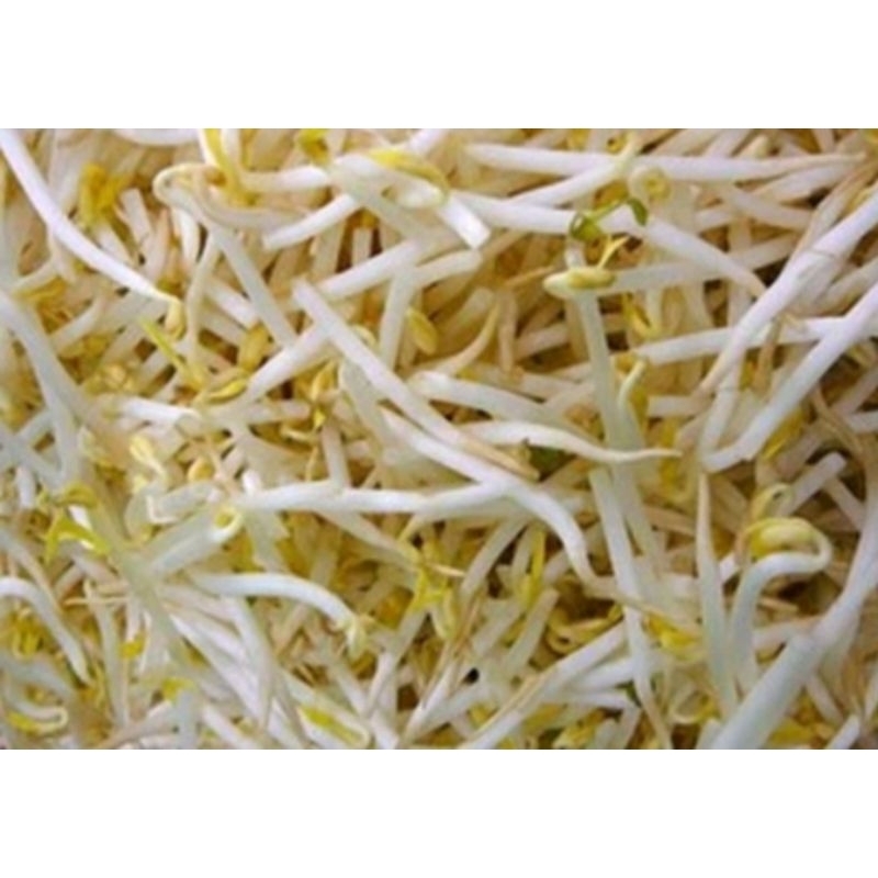 

Sayur kecambah taoge