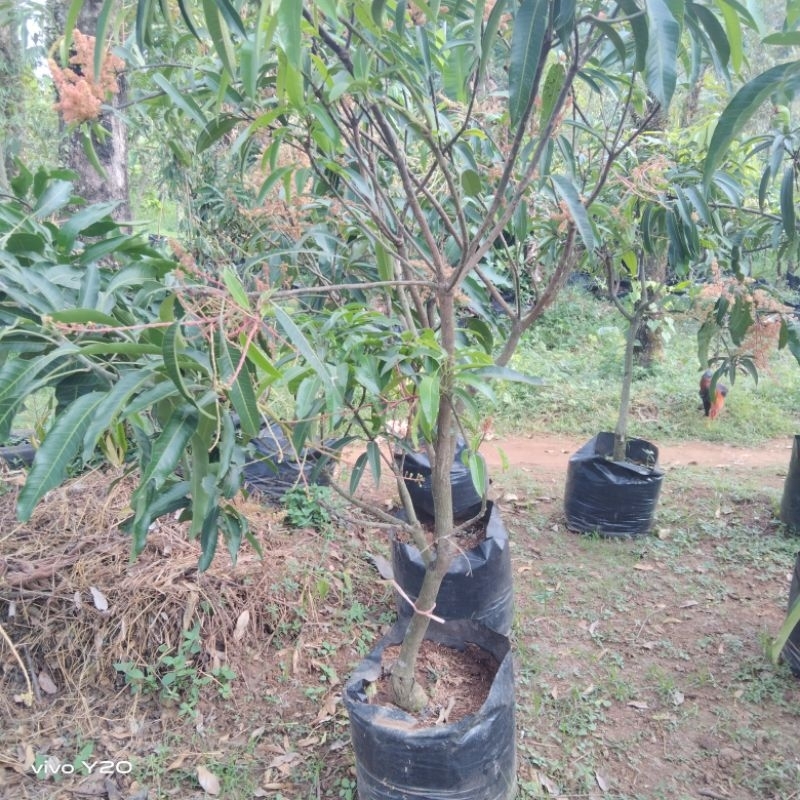 

BIBITBUAHMANGGAMAHATIR