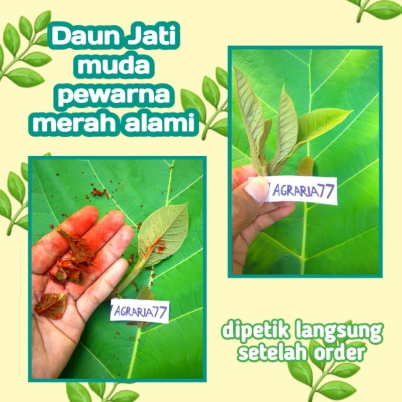 

20g Daun Jati Muda Pewarna Alami