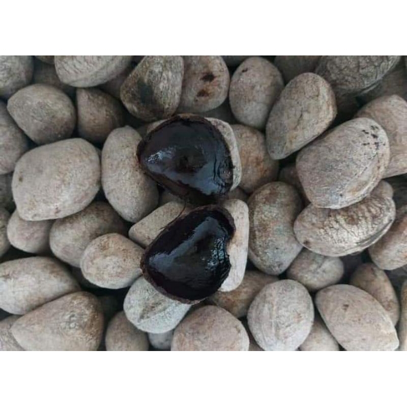 

kluwek pucung kepayang 1 kg super