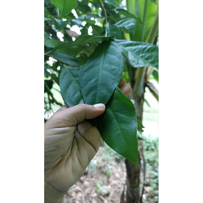 

daun salam organik 25 lembar