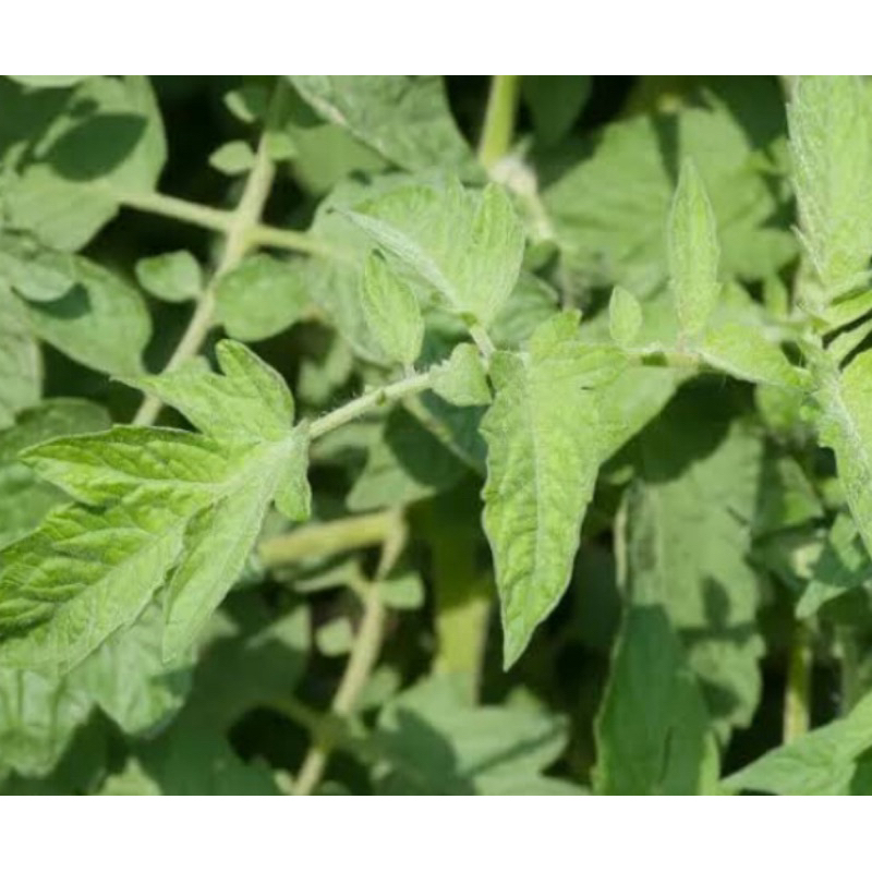 

Daun tomat segar petik langsung 250 gram