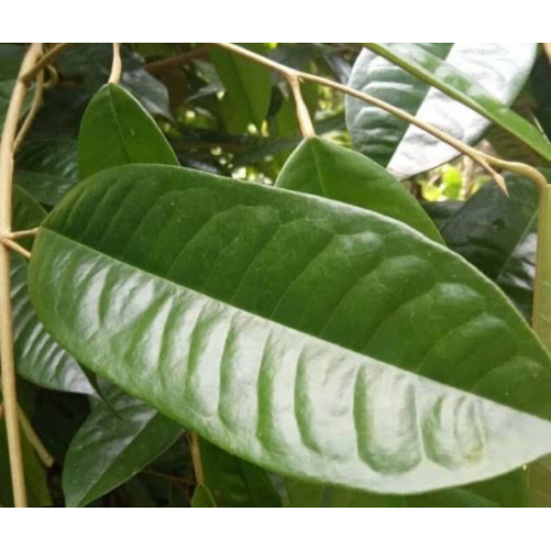 

Daun durian segar petik langsung 100 gram-az