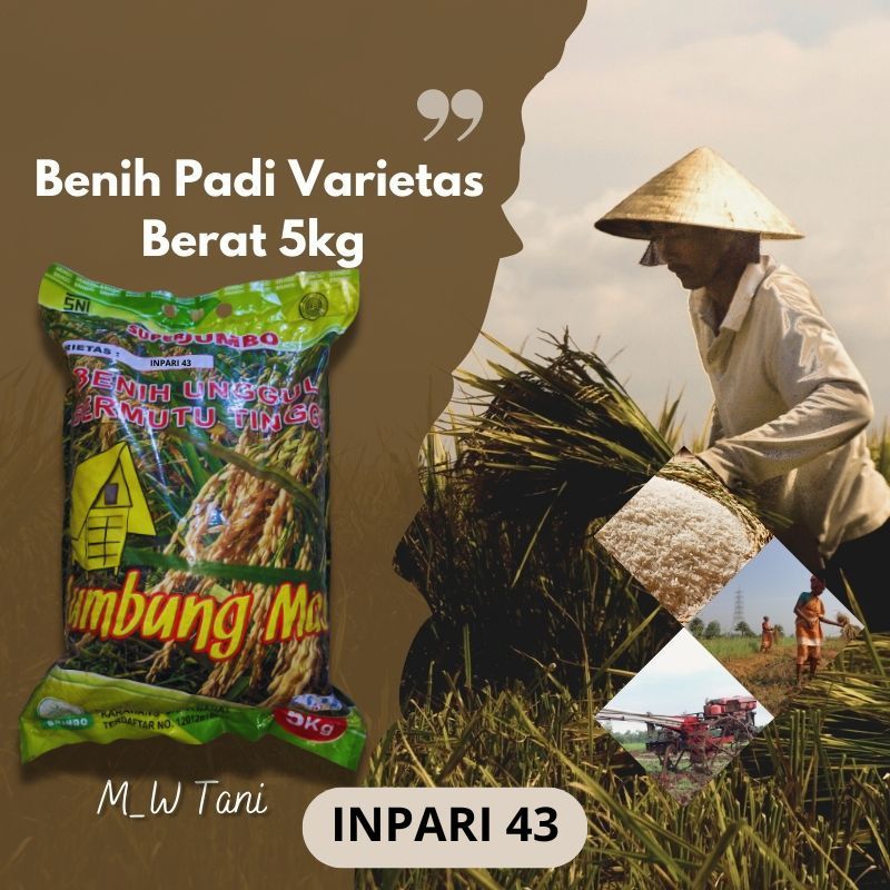 Benih Bibit Padi Varietas Inpari 43 ORIGINAL