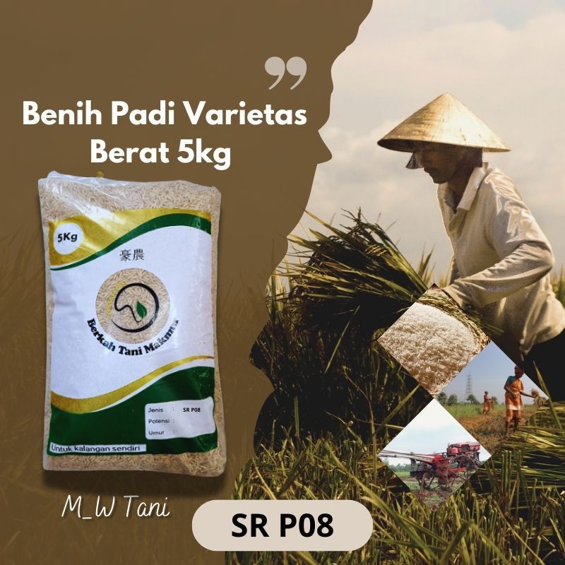 Benih Bibit Padi SR P08 Terbaru 70 hst BERAT 5KG