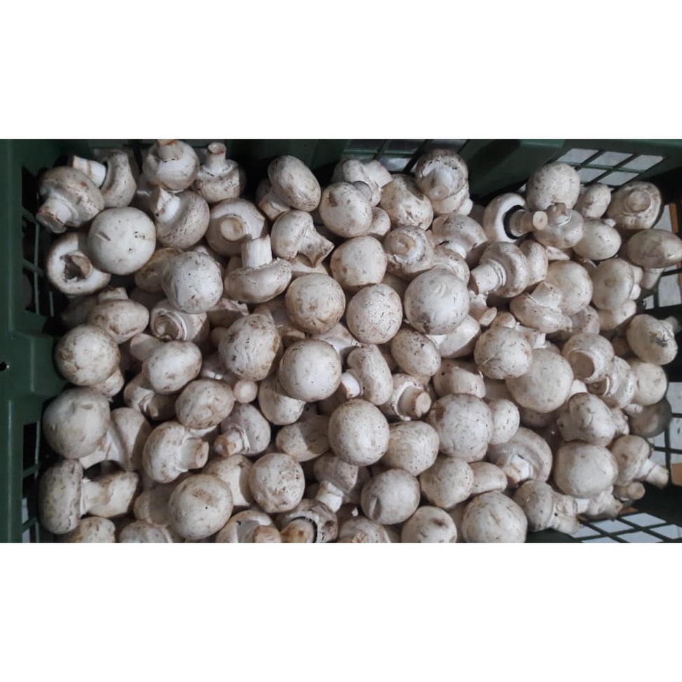 

Ekstra benefit Jamur Champignonjamur kancing Grade C 1 Kg