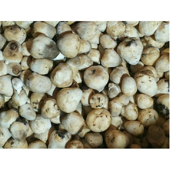 

Big Sale Jamur Merang 25 gram