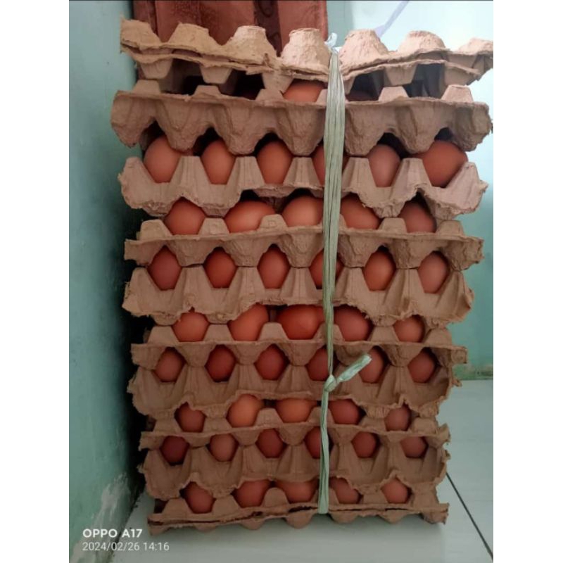 

TELUR AYAM NEGERI 15KG