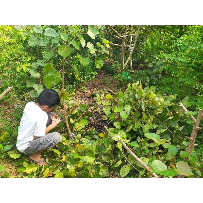 Bibit/Cangkok Waru Taiwan los pucuk