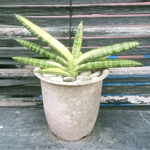 Tanaman Sansevieria Boncel Variegata