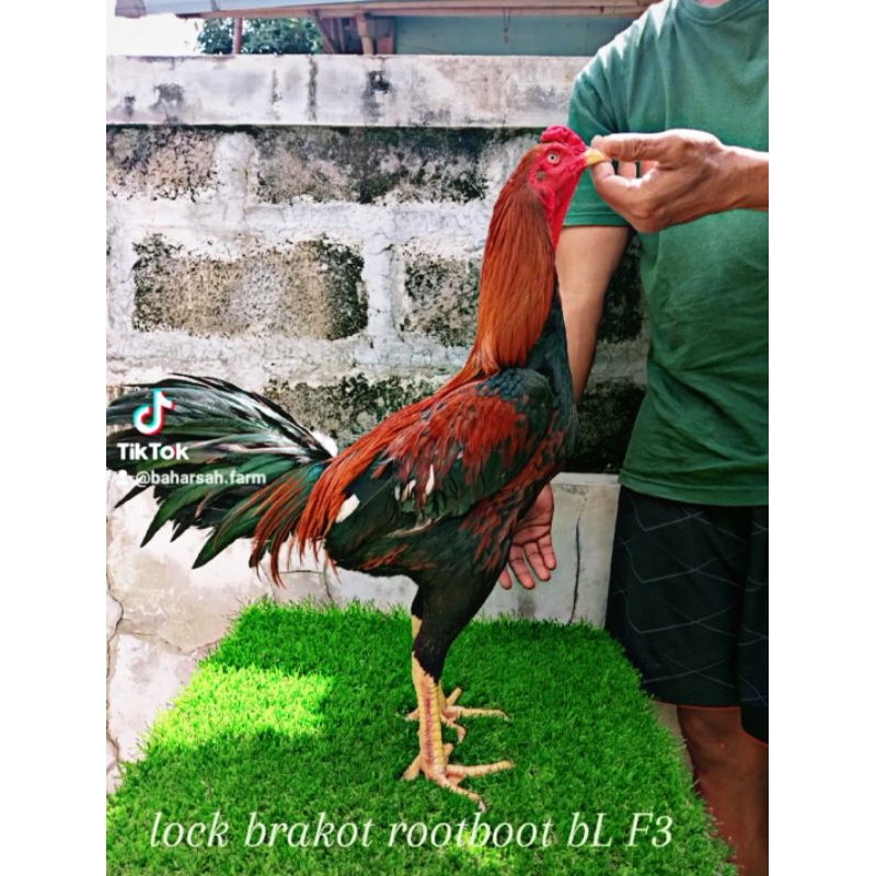 

Telur ayam pakhoy super F2 x F3