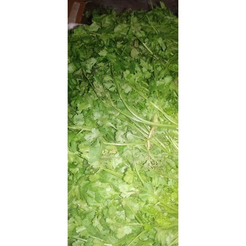 

daun ketumbar 250grm